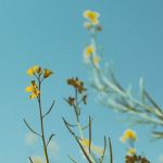 Lente in aantocht; hoe overleef je hooikoorts?