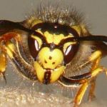 Is een wespensteek gevaarlijk?