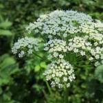 Zevenblad in de tuin