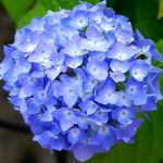 Hortensia snoeien